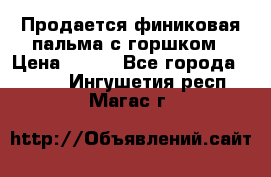 Продается финиковая пальма с горшком › Цена ­ 600 - Все города  »    . Ингушетия респ.,Магас г.